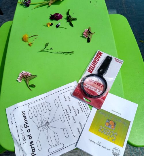 Flower Dissection2